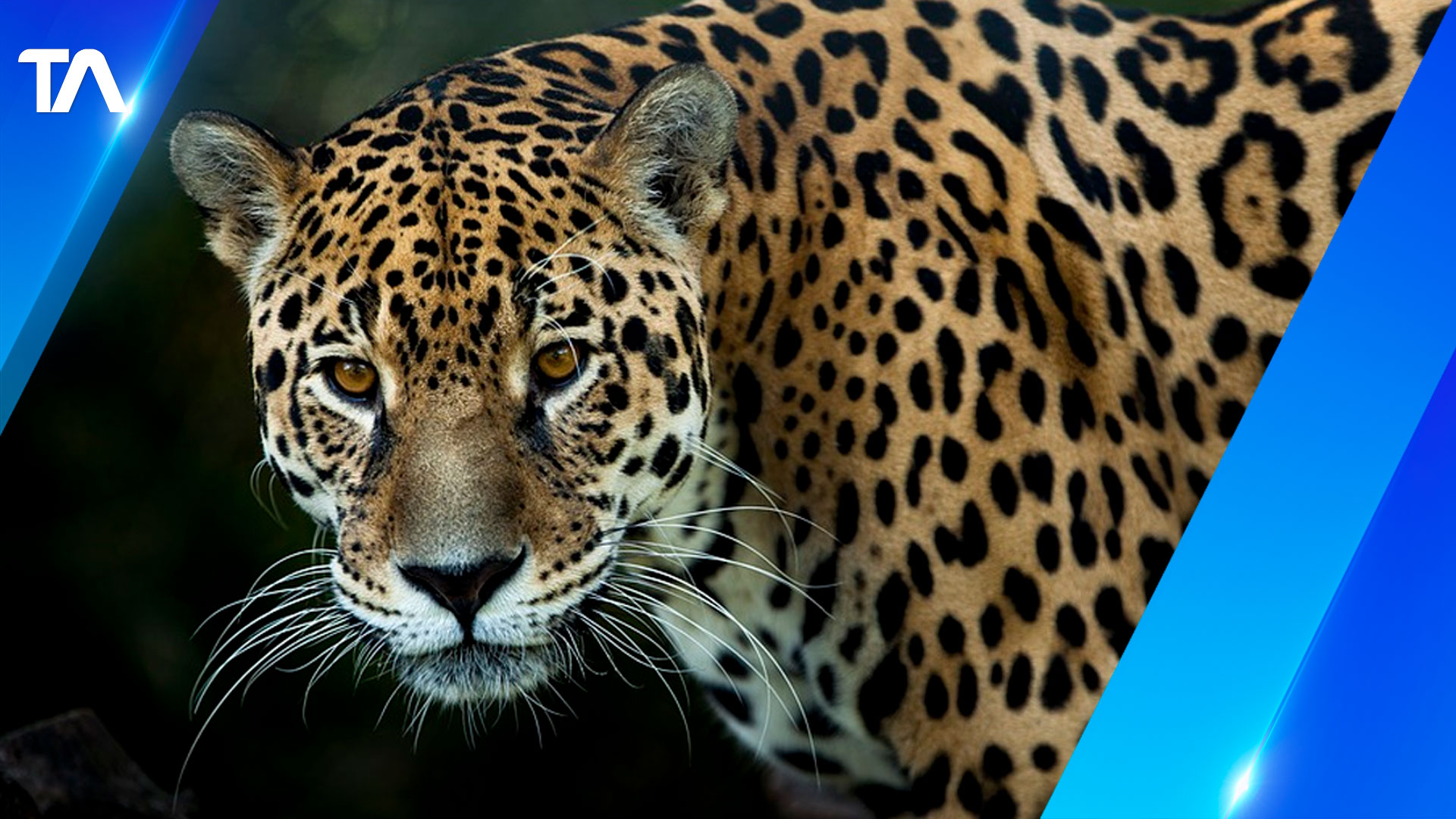 El Jaguar Está En Peligro Crítico De Extinción