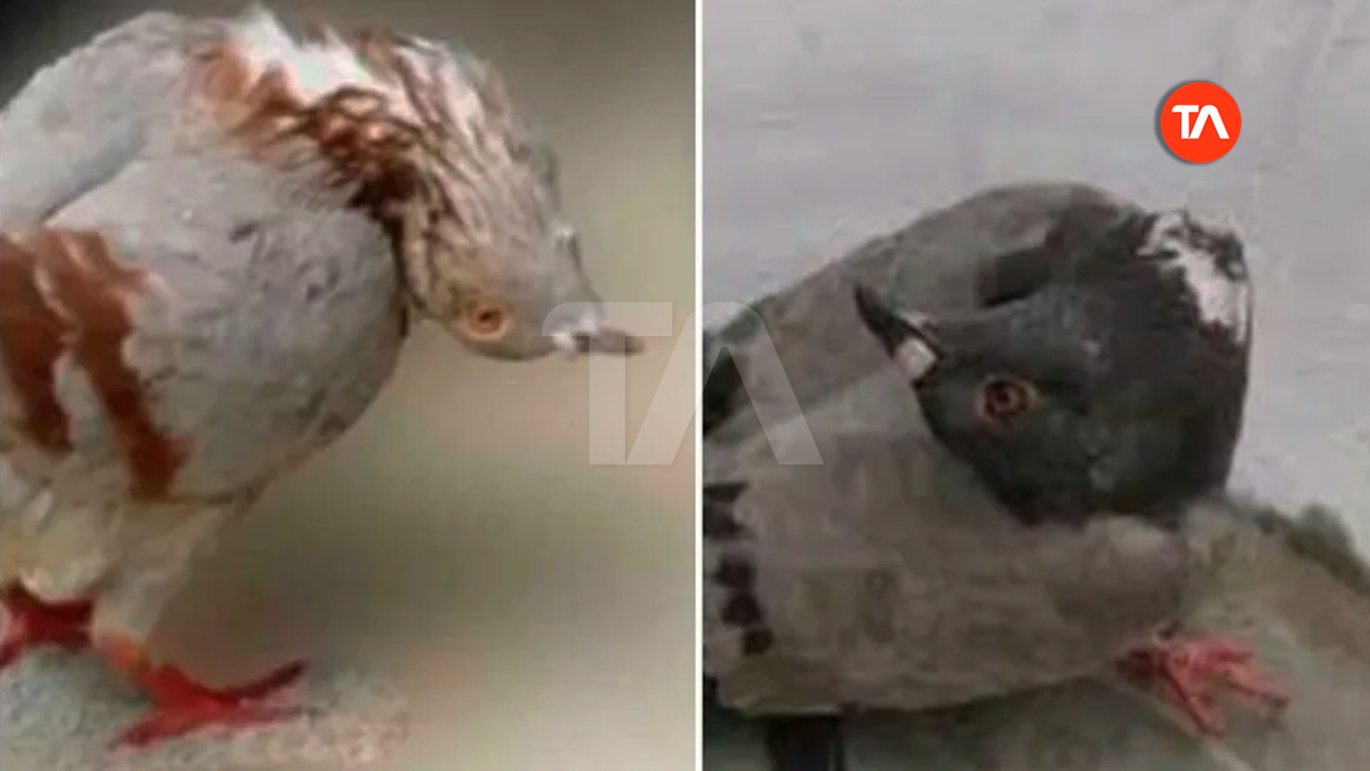 UK alarm over ‘zombie’ pigeon phenomenon